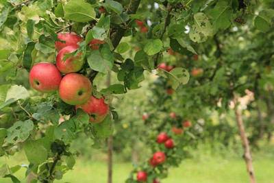 Apfel und Apfelbäume
